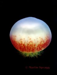 A festive canonball jellyfish by Martin Spragg 